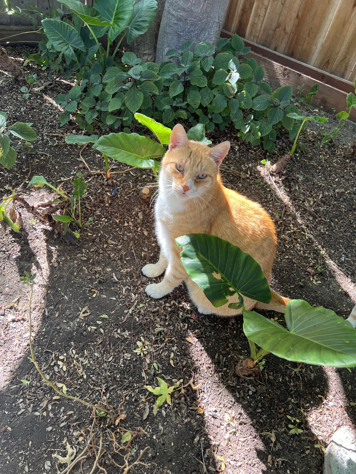 Bosco